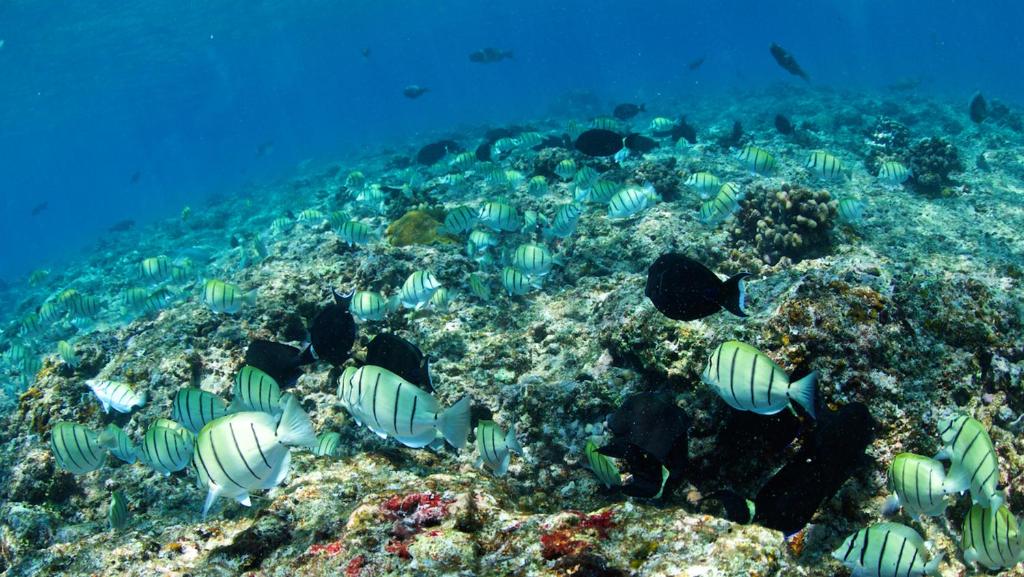 Adaaran Select Huduran Fushi -